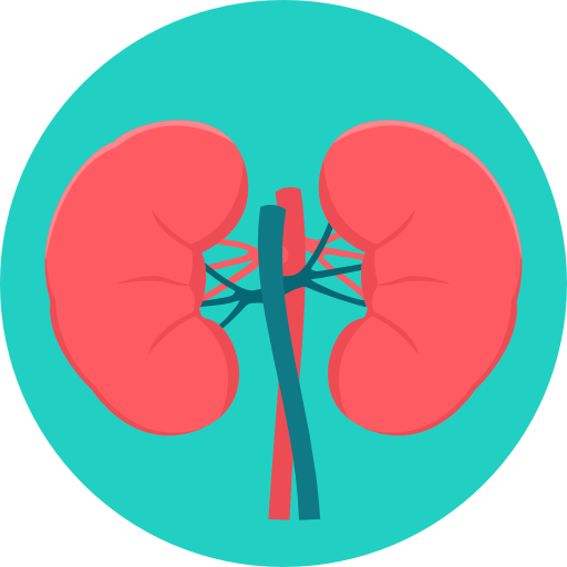101-kidneys.png